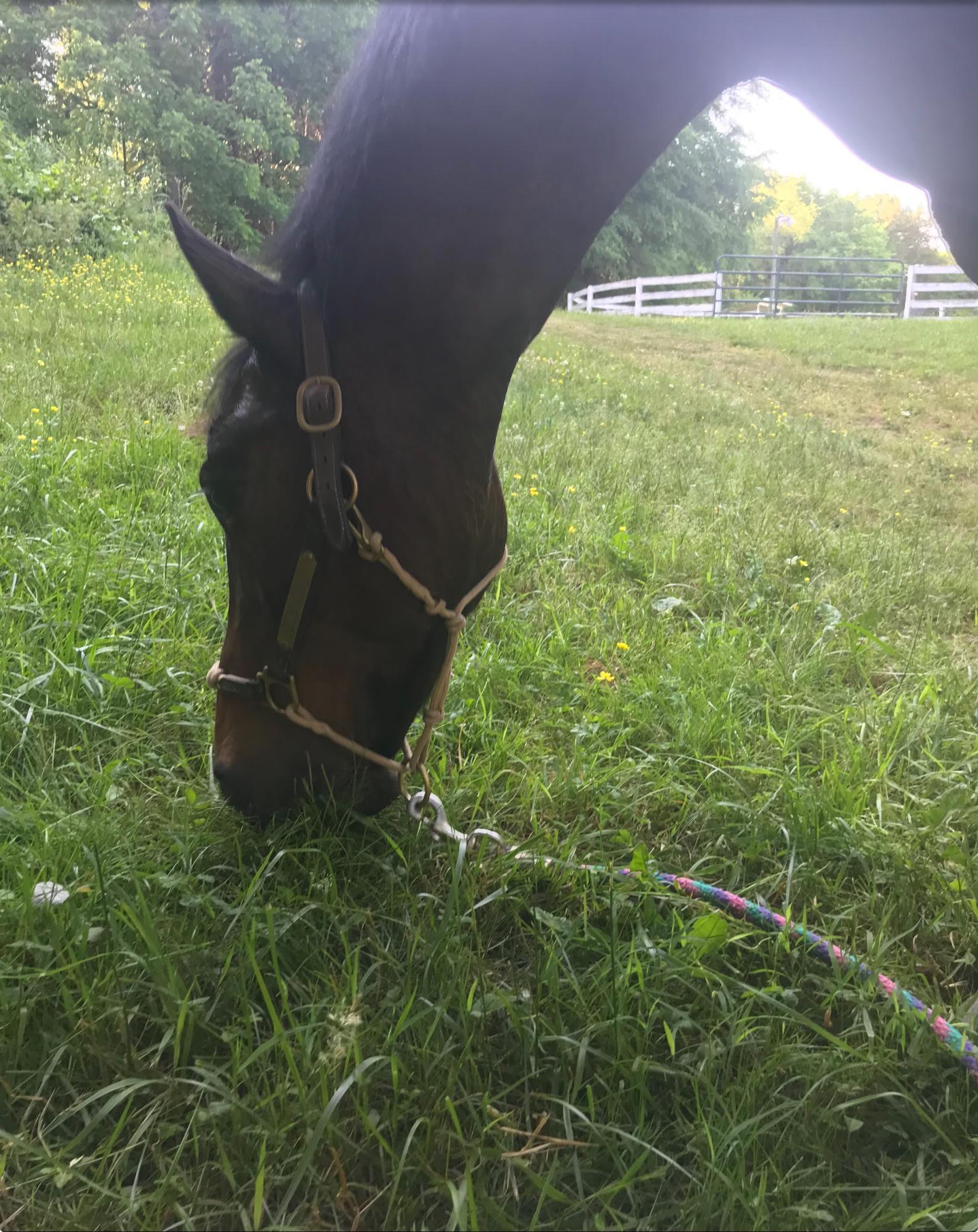 Cheyenne, a jumping horse, grazes in a field. With the Kentucky Derby just passing, something that is fresh on everyones mind is horse racing. But there is a side to horse racing that many work hard to keep hidden. There is a sad truth behind the abuse and horror of horse racing. 

