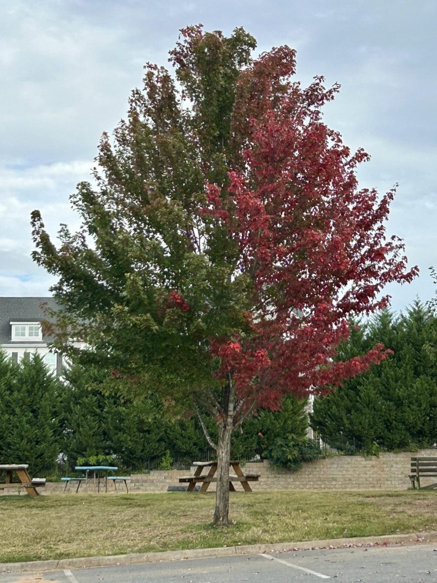 A hardwood tree which borders CSD’s student parking lot shows the first sign of seasonal change. Trees change colors as the seasons run their course, losing their leaves or blossoming flowers depending on the season. Much like this tree, high school students might feel stuck in between stages of their lives as change happens.
