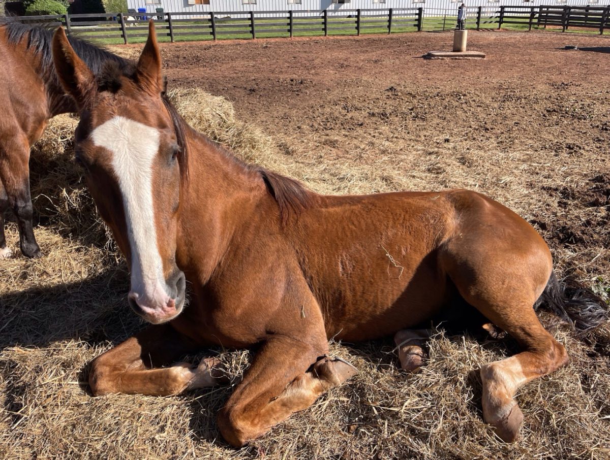 Gavin, a show horse, enjoys his time outside in his field. This pasture time is necessary for the mental and physical health of a horse, especially while they are young.
